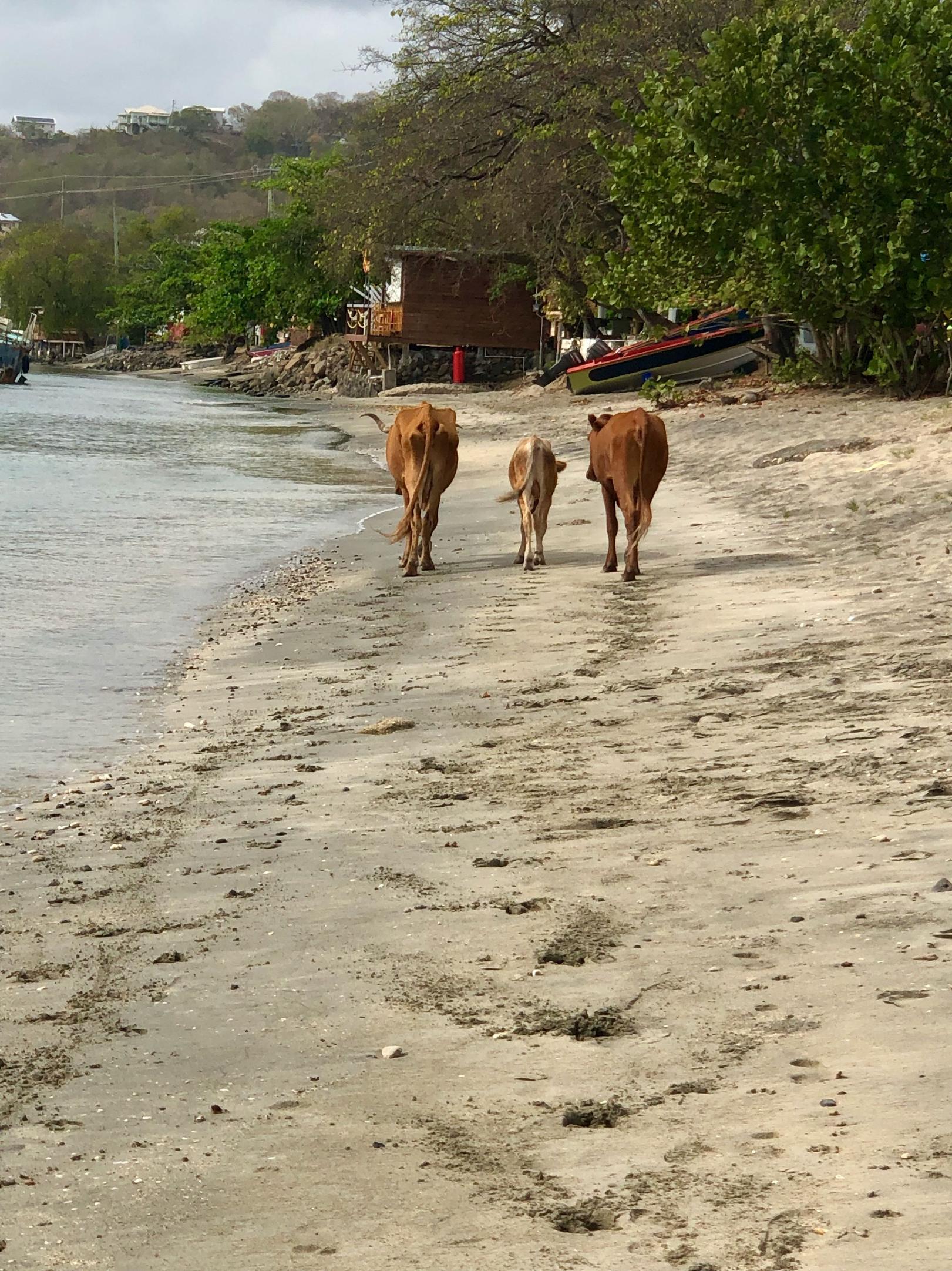 Tyrell Bay Carriacou