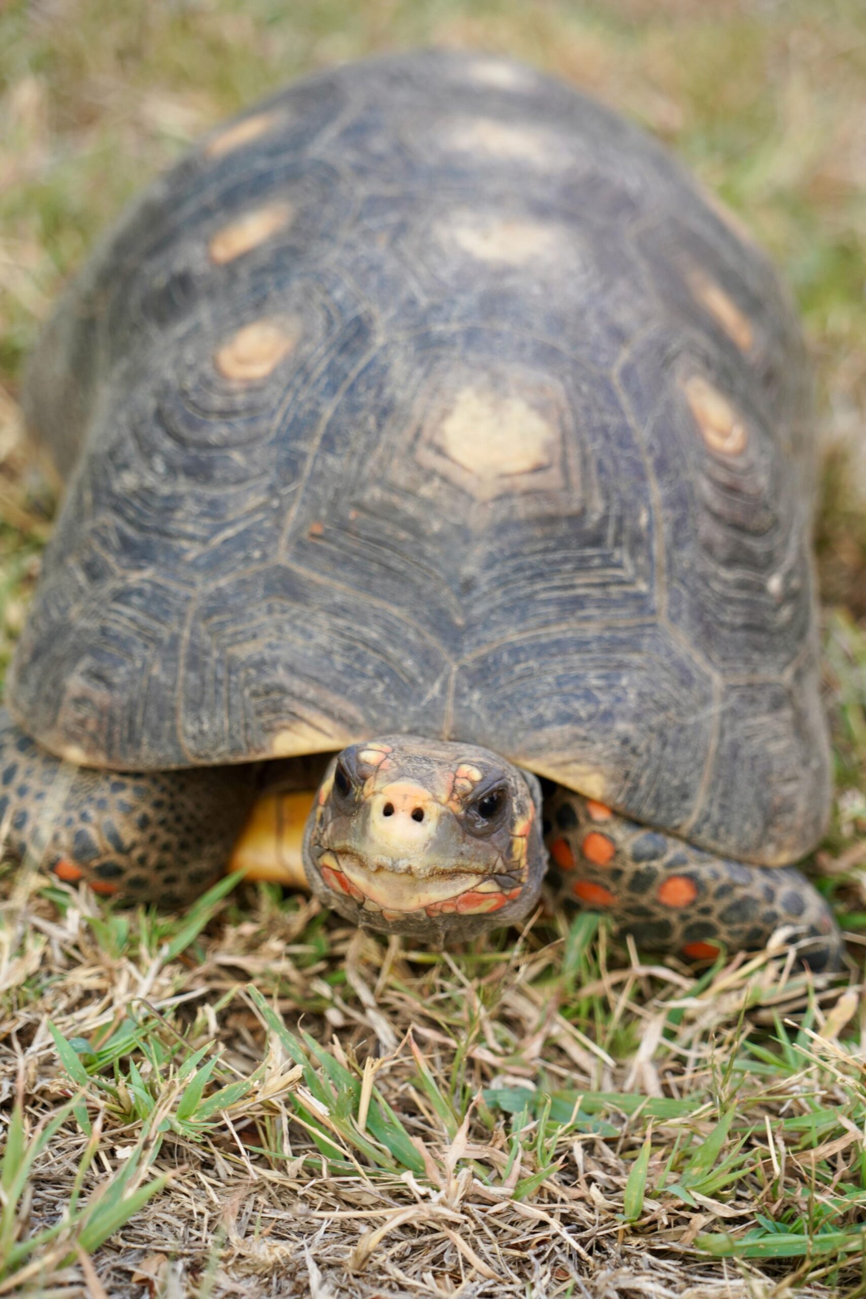 Turtles on Mustique 