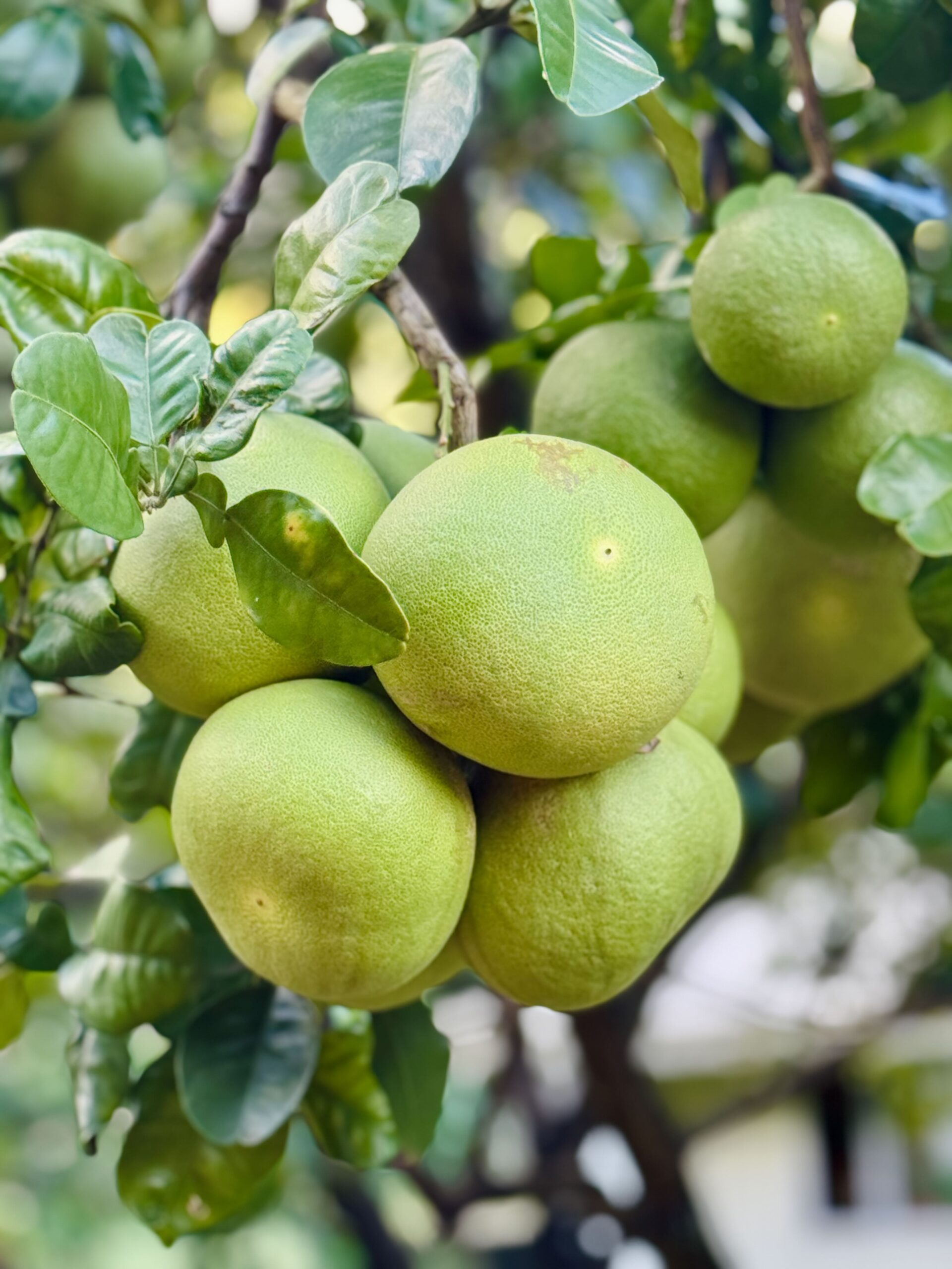 Pomelo, Fatu Hiva