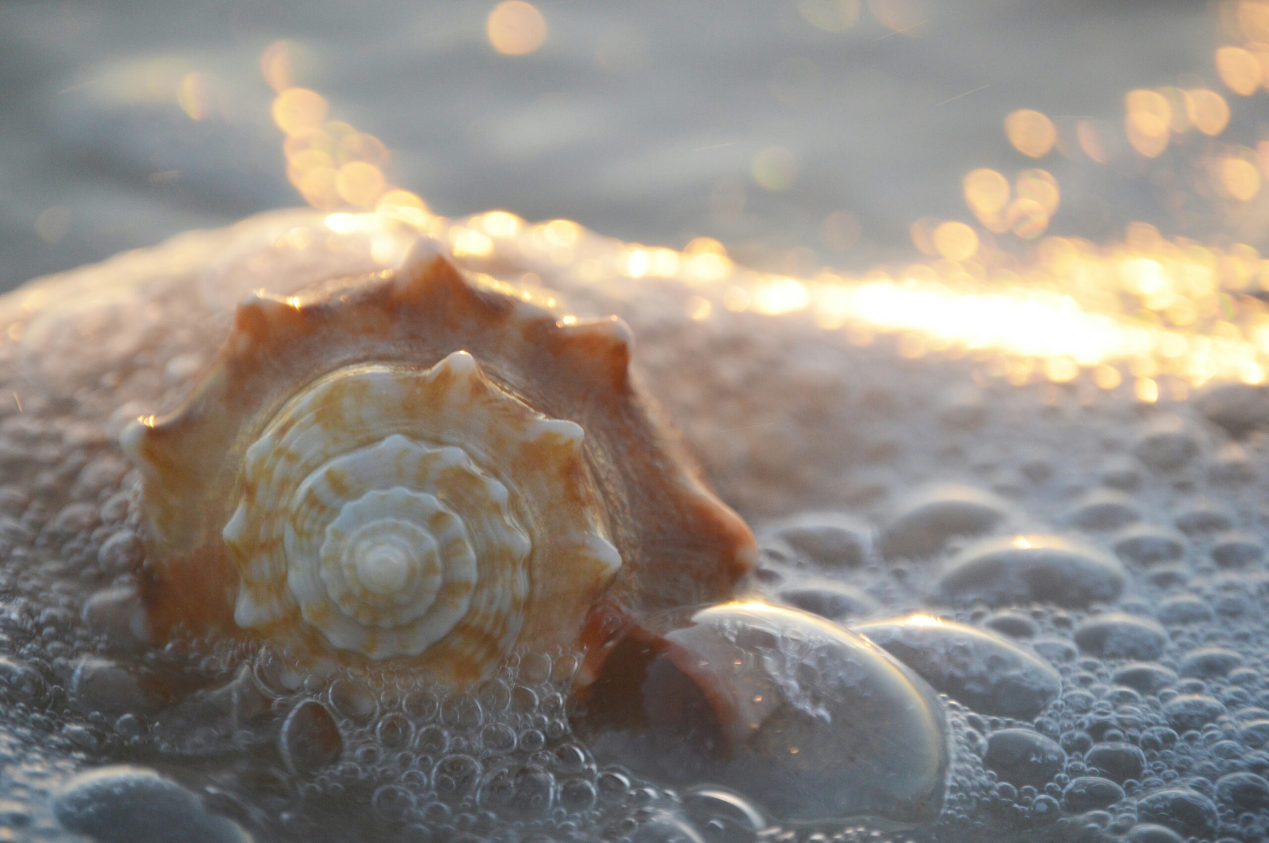 Seashells like I saw on Toau