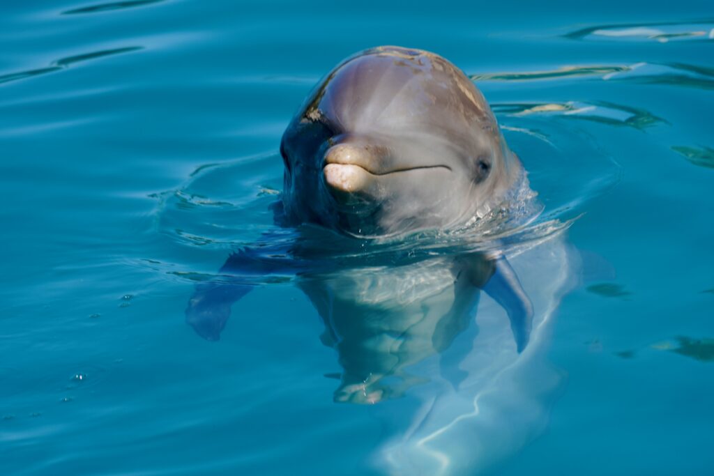 Puerto Plata—Ocean World Adventure Park dolphin