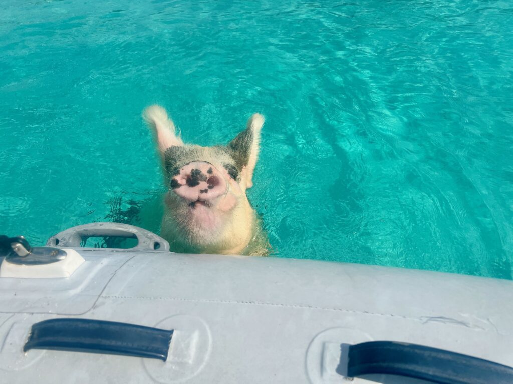 Staniel Cay's Pig Beach